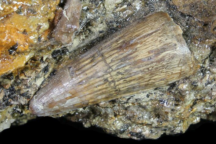 Fossil Crocodile Tooth In Rock - Aguja Formation, Texas #116531